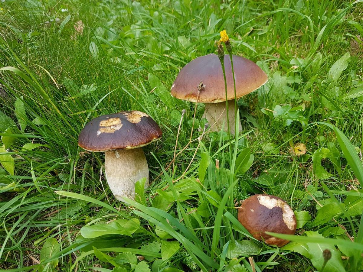 Pension Fürhapter mit Bio- Bauernhof Sankt Jakob in Defereggen Exterior foto